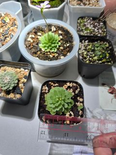 （分類：）位於 。 由 sunny_gor 提交（商品編號 1352917931，圖片 1）。簡介： 。
