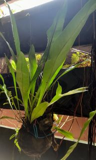 (Category: ) located in . Submitted by sychern (Listing ID 1352970203, Image 1). Description: .