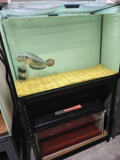 (Category: ) located in . Submitted by edcar (Listing ID 1353119875, Image 1). Description: .