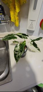（分類：）位於 。 由 borisghost 提交（商品編號 1353095236，圖片 1）。簡介： 。