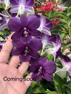 (Category: ) located in . Submitted by orchid_corner (Listing ID 1353129805, Image 1). Description: .