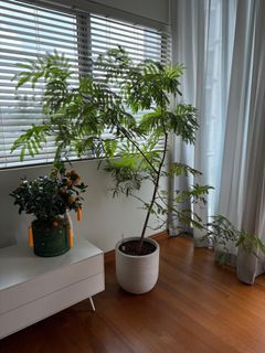 (Category: ) located in . Submitted by hmlee_1211 (Listing ID 1353082794, Image 1). Description: .