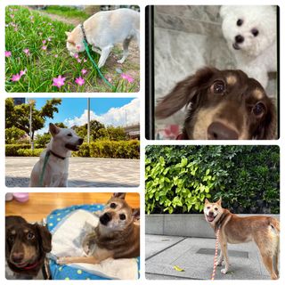 （分類：）位於 。 由 Petboarding 提交（商品編號 1102997210，圖片 1）。簡介： 。