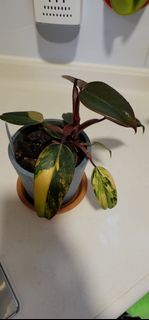 （分類：）位於 。 由 borisghost 提交（商品編號 1353095814，圖片 1）。簡介： 。