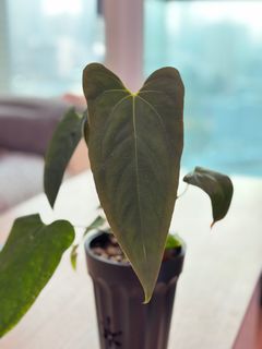（分類：）位於 。 由 planatics 提交（商品編號 1353316358，圖片 1）。簡介： 。