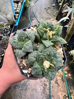 (Category: ) located in . Submitted by greenfingerssg (Listing ID 1353378699, Image 1). Description: .