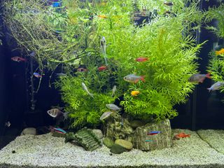 (Category: ) located in . Submitted by p.consuela (Listing ID 1353359610, Image 1). Description: .