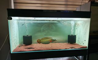 (Category: ) located in . Submitted by edcar (Listing ID 1353486776, Image 1). Description: .