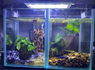 (Category: ) located in . Submitted by goodbuddies (Listing ID 1353432310, Image 1). Description: .