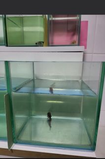 (Category: ) located in . Submitted by blackvalley (Listing ID 1353530670, Image 1). Description: .