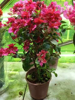（分類：）位於 。 由 plantloveyou_mschan 提交（商品編號 1353676204，圖片 1）。簡介： 。