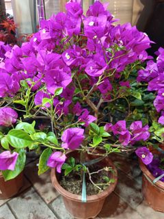 （分類：）位於 。 由 plantloveyou_mschan 提交（商品編號 1353676808，圖片 1）。簡介： 。