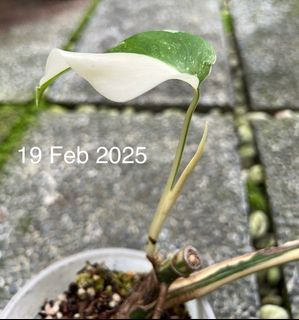 (Category: ) located in . Submitted by hortibotany (Listing ID 1350930376, Image 1). Description: .