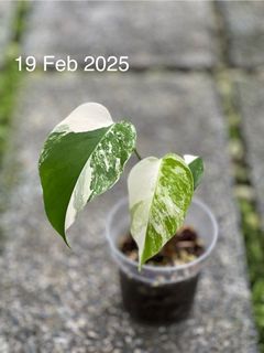 (Category: ) located in . Submitted by hortibotany (Listing ID 1350931437, Image 1). Description: .