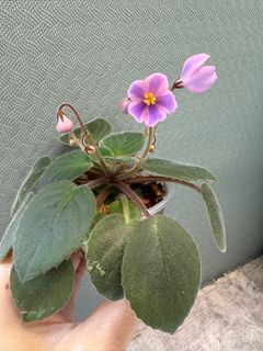 （分類：）位於 。 由 pinkybee918 提交（商品編號 1353790530，圖片 1）。簡介： 。