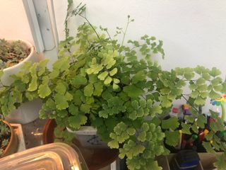 （分類：）位於 。 由 jumper12 提交（商品編號 1350757855，圖片 1）。簡介： 。