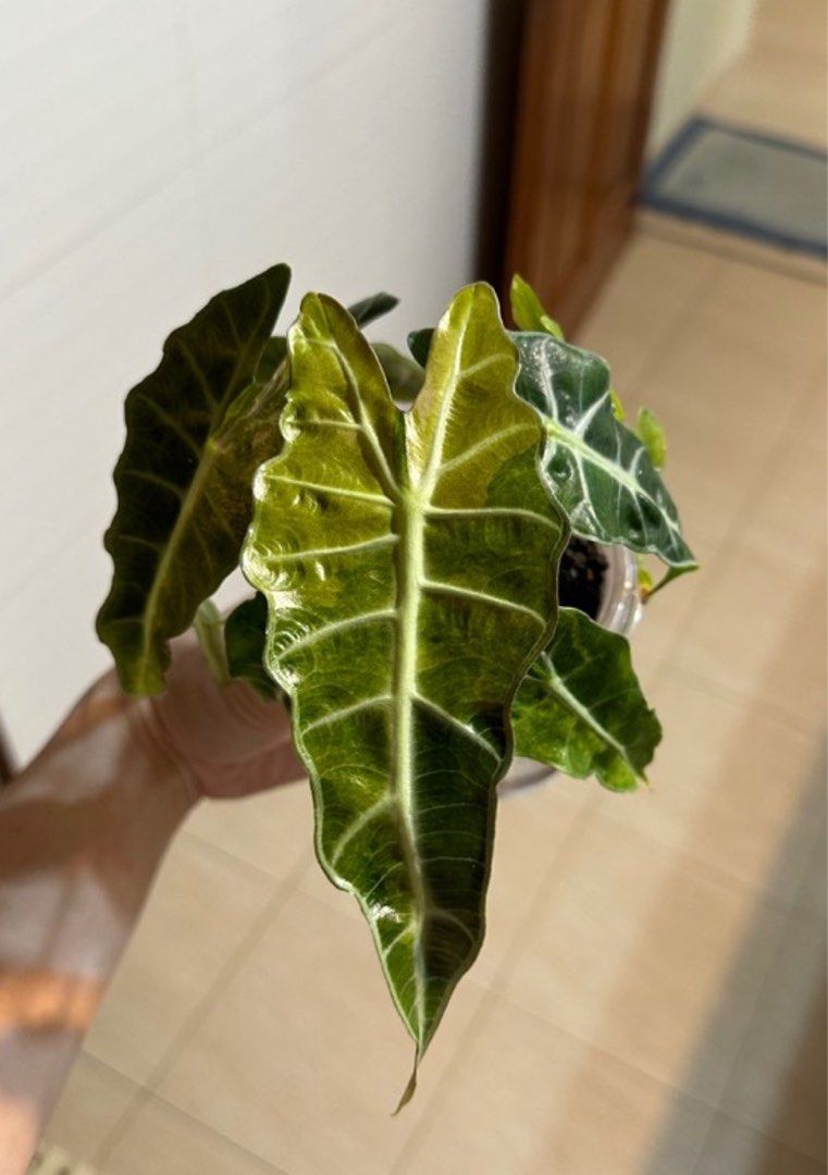 Alocasia Amazonica Splash Corms with possible pink variegation, Furniture &  Home Living, Gardening, Plants & Seeds on Carousell