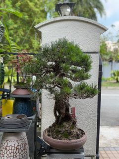 (Category: ) located in . Submitted by beanplanting (Listing ID 1350816705, Image 1). Description: .