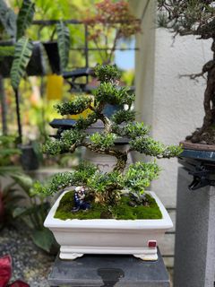 (Category: ) located in . Submitted by beanplanting (Listing ID 1339594818, Image 1). Description: .
