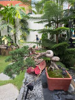 (Category: ) located in . Submitted by beanplanting (Listing ID 1339060324, Image 1). Description: .