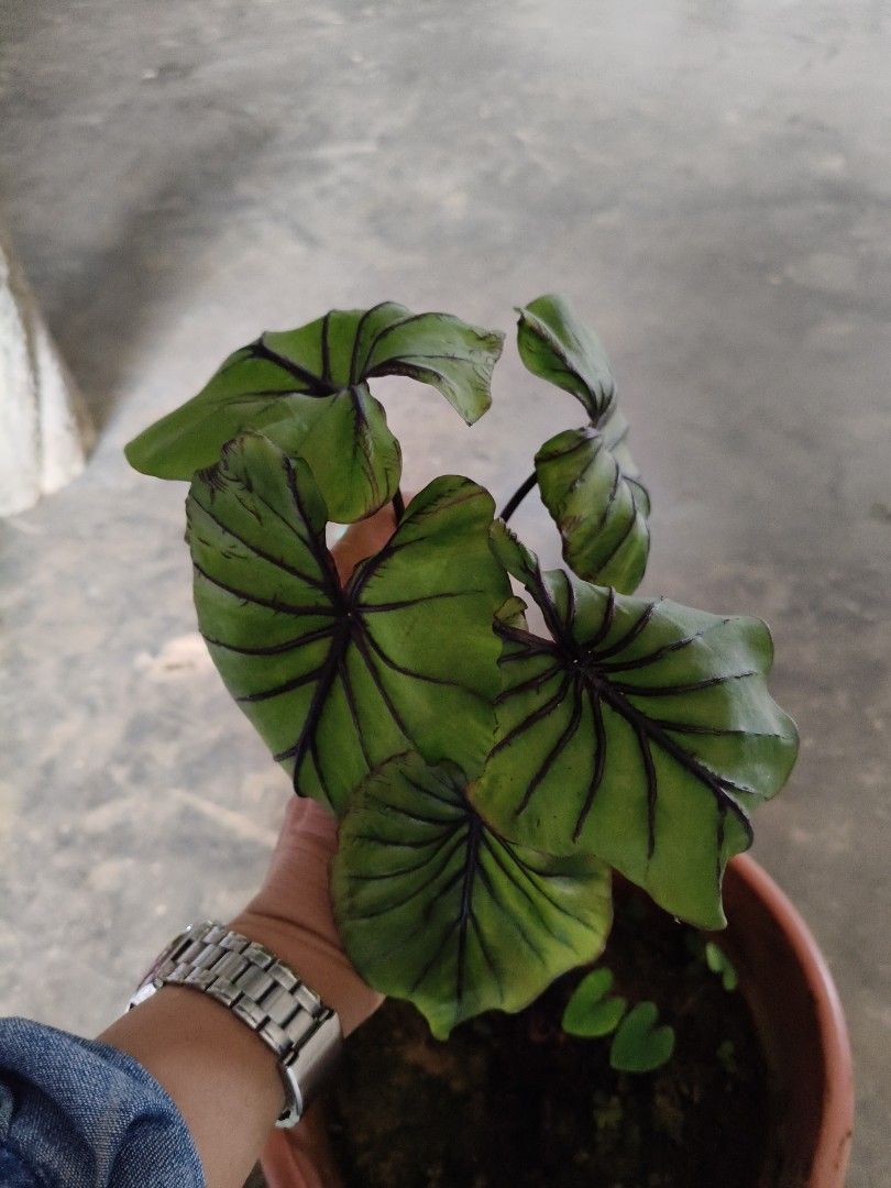 Colocasia Pharaoh's Masks (2 Stems) (Category: Plants & Seeds) located in Singapore. Submitted by jtflorist (Listing ID 1257271420, Image 1). Description: Height - 76 cm Diameter of the pot is 26 cm.