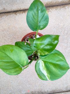 (Category: ) located in . Submitted by plantlover13 (Listing ID 1346717105, Image 1). Description: .