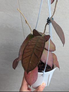 （分類：）位於 。 由 platyanthurium 提交（商品編號 1350729101，圖片 1）。簡介： 。