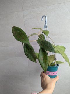 （分類：）位於 。 由 platyanthurium 提交（商品編號 1350729776，圖片 1）。簡介： 。