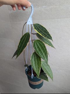 （分類：）位於 。 由 platyanthurium 提交（商品編號 1350726237，圖片 1）。簡介： 。