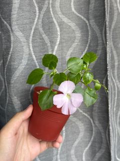 (Category: ) located in . Submitted by orchids_galore (Listing ID 1350808139, Image 1). Description: .