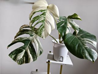 （分類：）位於 。 由 hazeldidi 提交（商品編號 1350790236，圖片 1）。簡介： 。