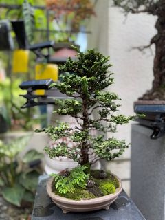 (Category: ) located in . Submitted by beanplanting (Listing ID 1350805938, Image 1). Description: .