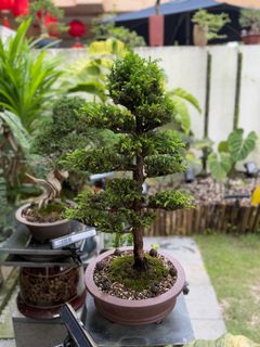 (Category: ) located in . Submitted by beanplanting (Listing ID 1350806523, Image 1). Description: .