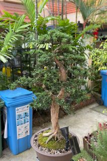 (Category: ) located in . Submitted by beanplanting (Listing ID 1350816122, Image 1). Description: .