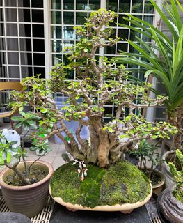 (Category: ) located in . Submitted by beanplanting (Listing ID 1350815072, Image 1). Description: .