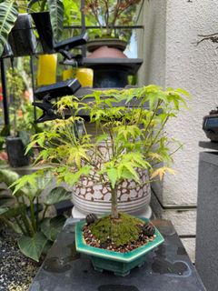 (Category: ) located in . Submitted by beanplanting (Listing ID 1350813232, Image 1). Description: .