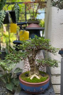 (Category: ) located in . Submitted by beanplanting (Listing ID 1350816531, Image 1). Description: .