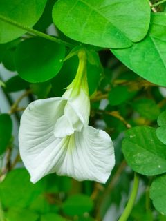 (Category: ) located in . Submitted by plantlover13 (Listing ID 1350567670, Image 1). Description: .