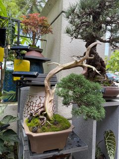 (Category: ) located in . Submitted by beanplanting (Listing ID 1350810852, Image 1). Description: .