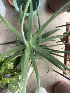 (Category: ) located in . Submitted by whish (Listing ID 1354066197, Image 1). Description: .