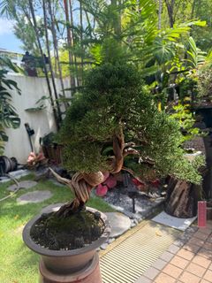 (Category: ) located in . Submitted by beanplanting (Listing ID 1350806995, Image 1). Description: .