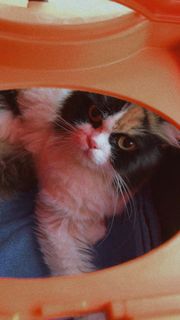 (Category: ) located in . Submitted by cocohaddow (Listing ID 1354170306, Image 1). Description: .