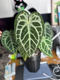 （分類：）位於 。 由 planatics 提交（商品編號 1354492462，圖片 1）。簡介： 。