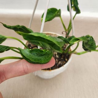 (Category: ) located in . Submitted by all4garden (Listing ID 1354337777, Image 1). Description: .