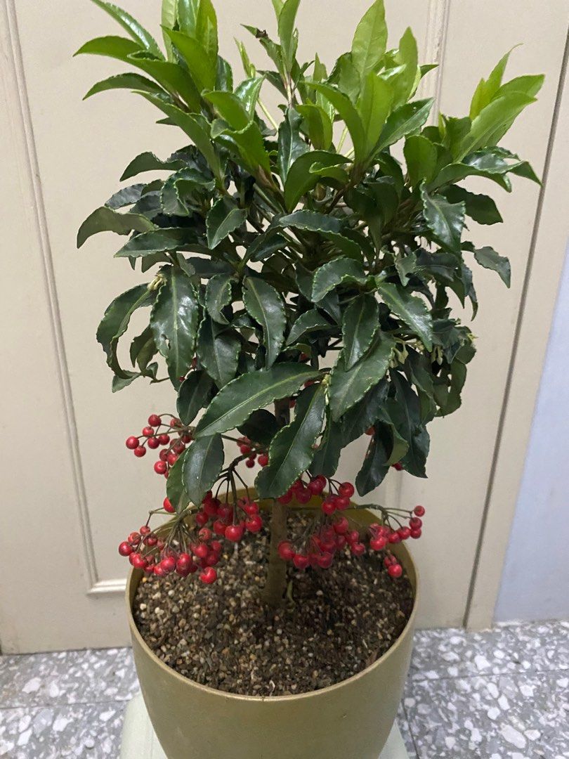 Money Tree with Red Christmas Berry (Category: Plants & Seeds) located in Taguig. Submitted by ellajoy202 (Listing ID 1134186762, Image 3). Description: With Red Christmas berries Lucky Plant Established & healthy About 18 inches from top soil Simple yet beautifully arranged.