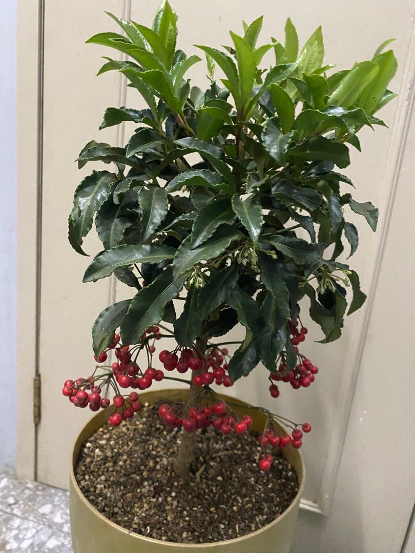 Money Tree with Red Christmas Berry (Category: Plants & Seeds) located in Taguig. Submitted by ellajoy202 (Listing ID 1134186762, Image 2). Description: With Red Christmas berries Lucky Plant Established & healthy About 18 inches from top soil Simple yet beautifully arranged.