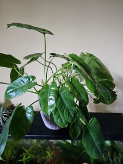 (Category: ) located in . Submitted by NewSeasons (Listing ID 1354402006, Image 1). Description: .