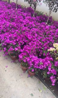 （分類：）位於 。 由 imson_8 提交（商品編號 1354557692，圖片 1）。簡介： 。