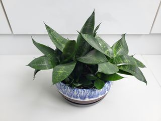 （分類：）位於 。 由 purple678 提交（商品編號 1354533680，圖片 1）。簡介： 。