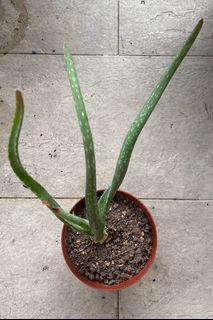 (Category: ) located in . Submitted by whish (Listing ID 1354598046, Image 1). Description: .